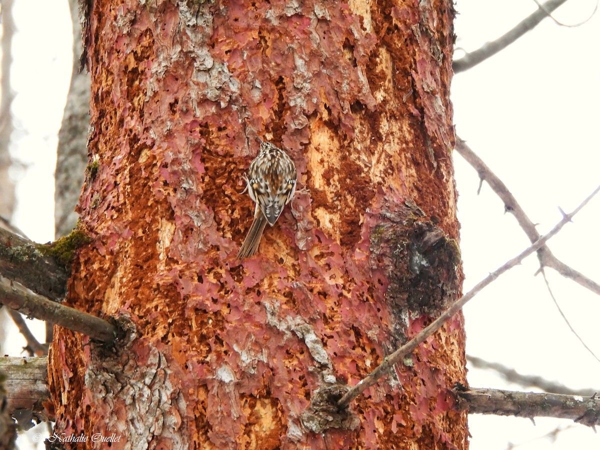 Brown Creeper - Nathalie Ouellet