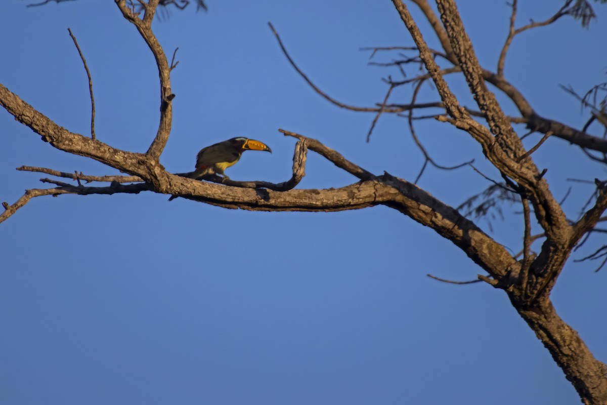 Lettered Aracari - Antonio Rodriguez-Sinovas