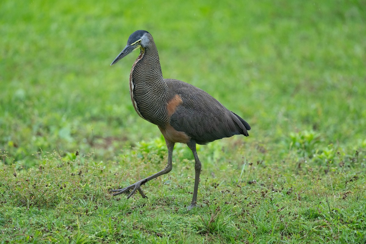 Bare-throated Tiger-Heron - ML612997528