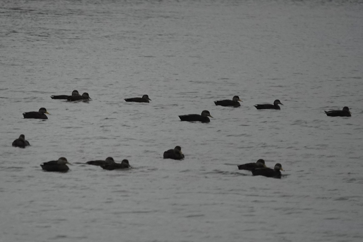 American Black Duck - Dick Plambeck