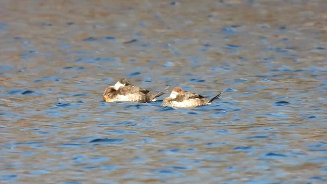 Ruddy Duck - ML612997537