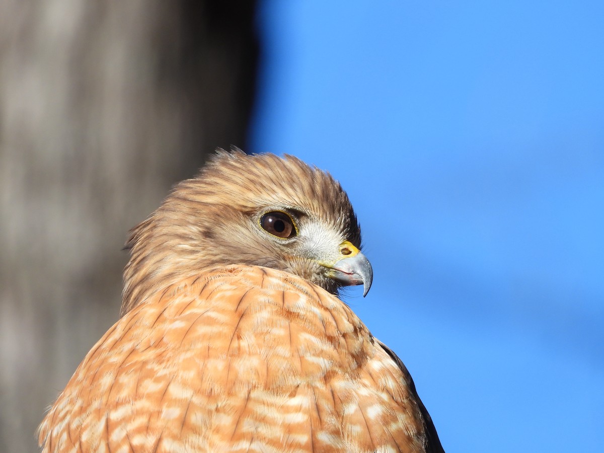 Red-shouldered Hawk - ML612997556