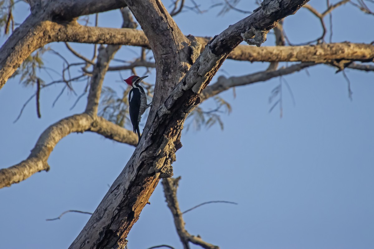 Lineated Woodpecker - Antonio Rodriguez-Sinovas