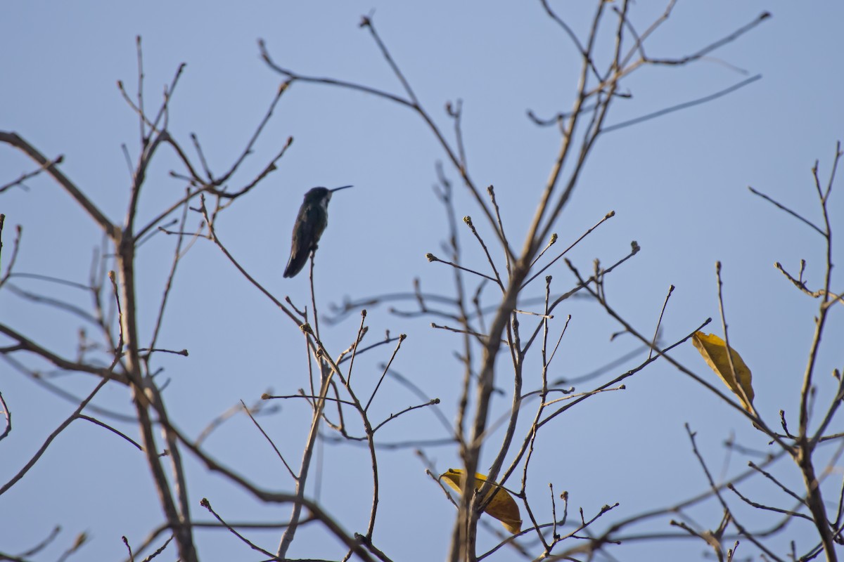 Black-throated Mango - ML612997587