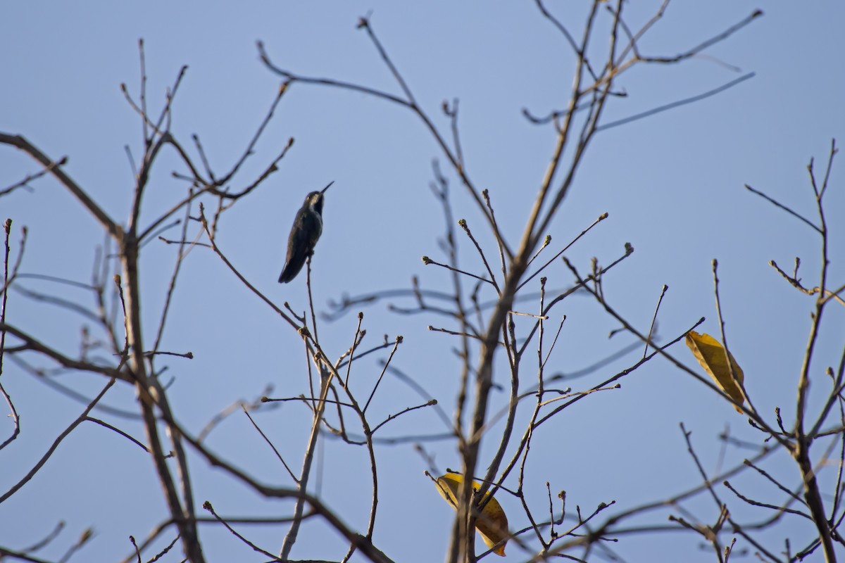Black-throated Mango - Antonio Rodriguez-Sinovas