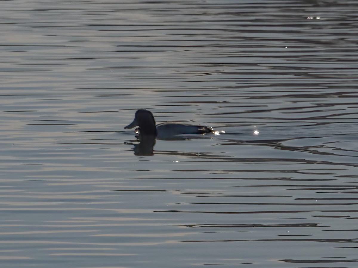 Greater Scaup - ML612997590