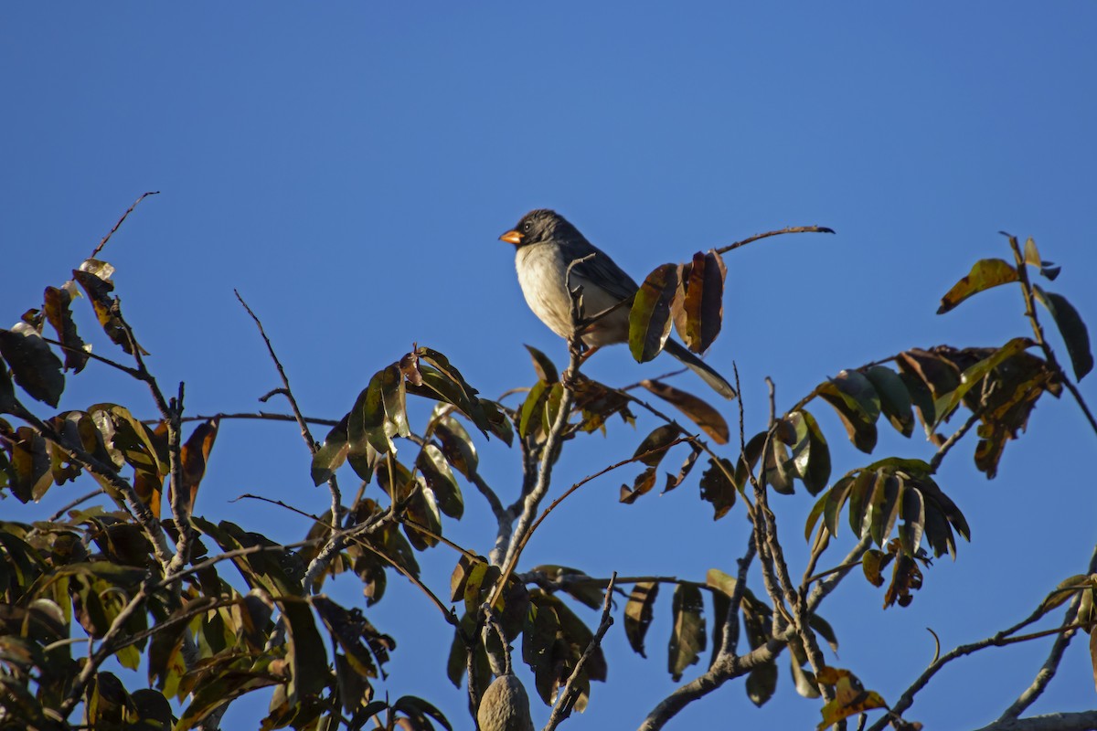 Black-throated Saltator - Antonio Rodriguez-Sinovas
