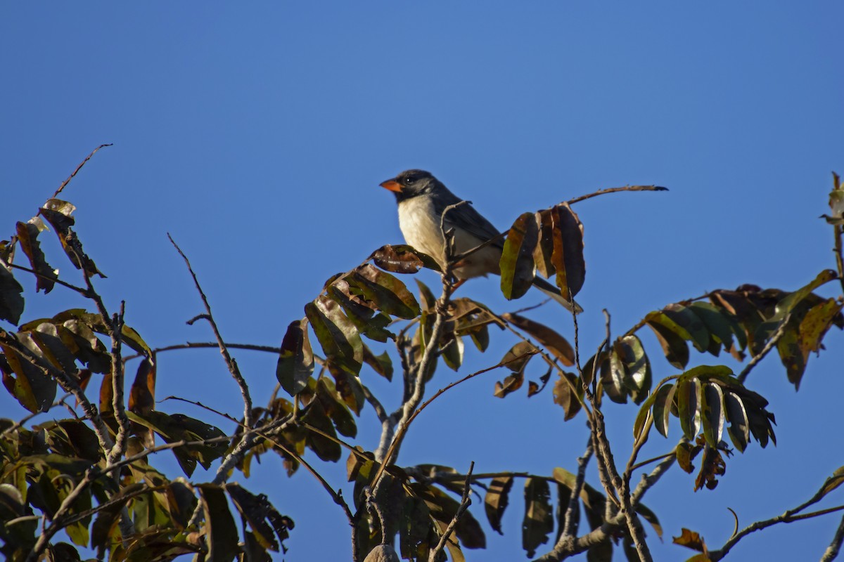Black-throated Saltator - Antonio Rodriguez-Sinovas