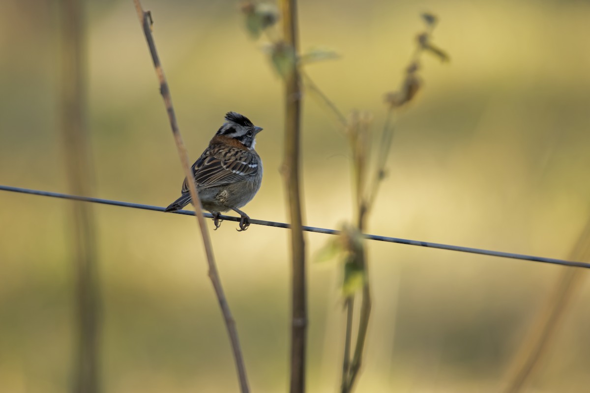 Rufous-collared Sparrow - Antonio Rodriguez-Sinovas
