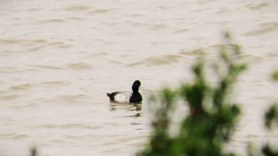Lesser Scaup - Abel Ojugas Diaz /Asoc. Ría San Martín