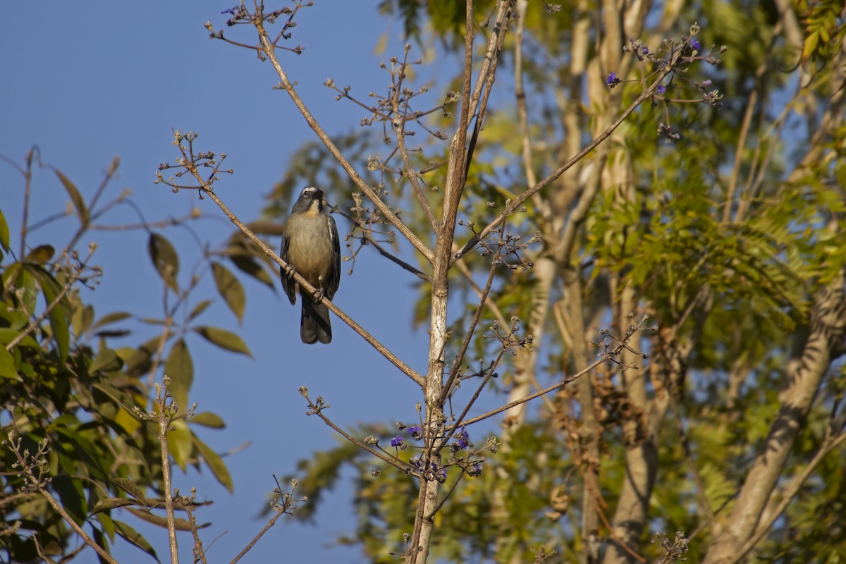 Bluish-gray Saltator - Antonio Rodriguez-Sinovas