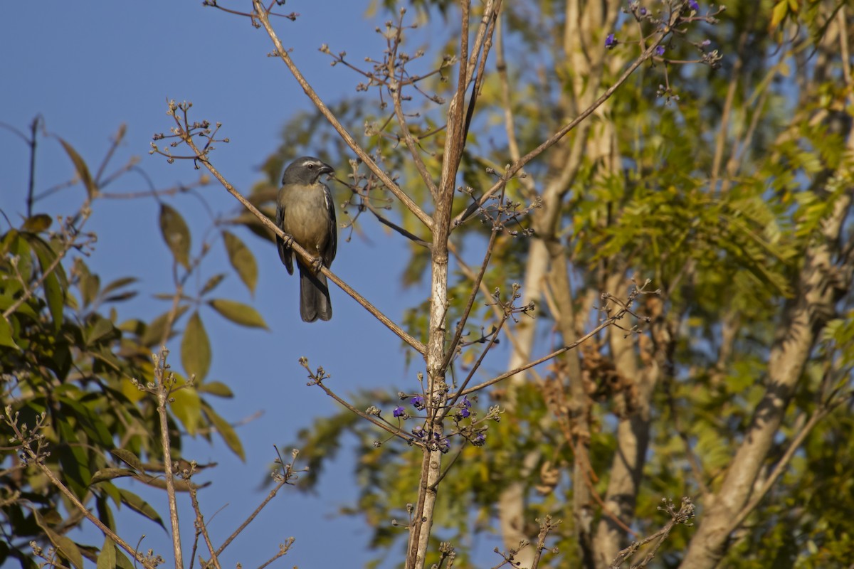 Bluish-gray Saltator - Antonio Rodriguez-Sinovas