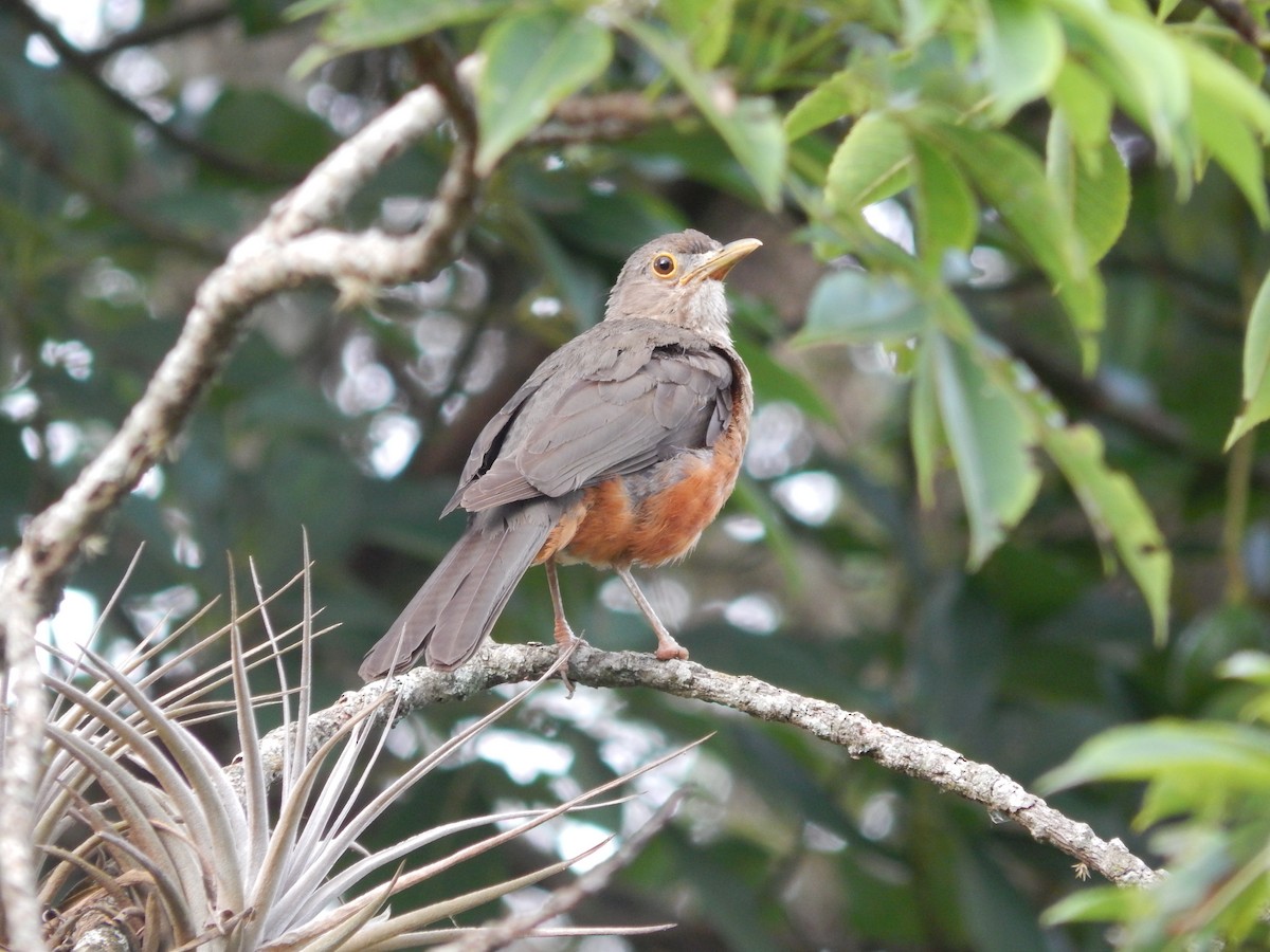 Rufous-bellied Thrush - Fabiana Santos de Oliveira