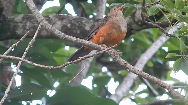 Rufous-bellied Thrush - ML612997643