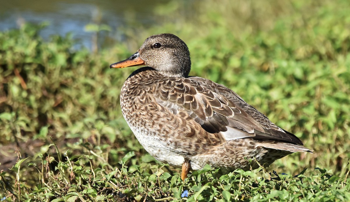 Gadwall - ML612997677