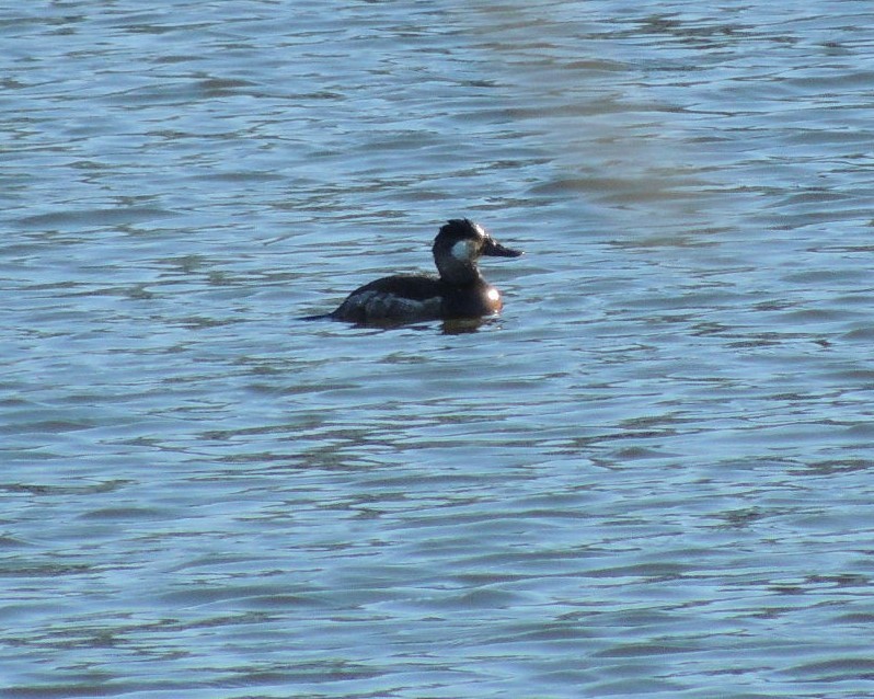 Ruddy Duck - ML612997682