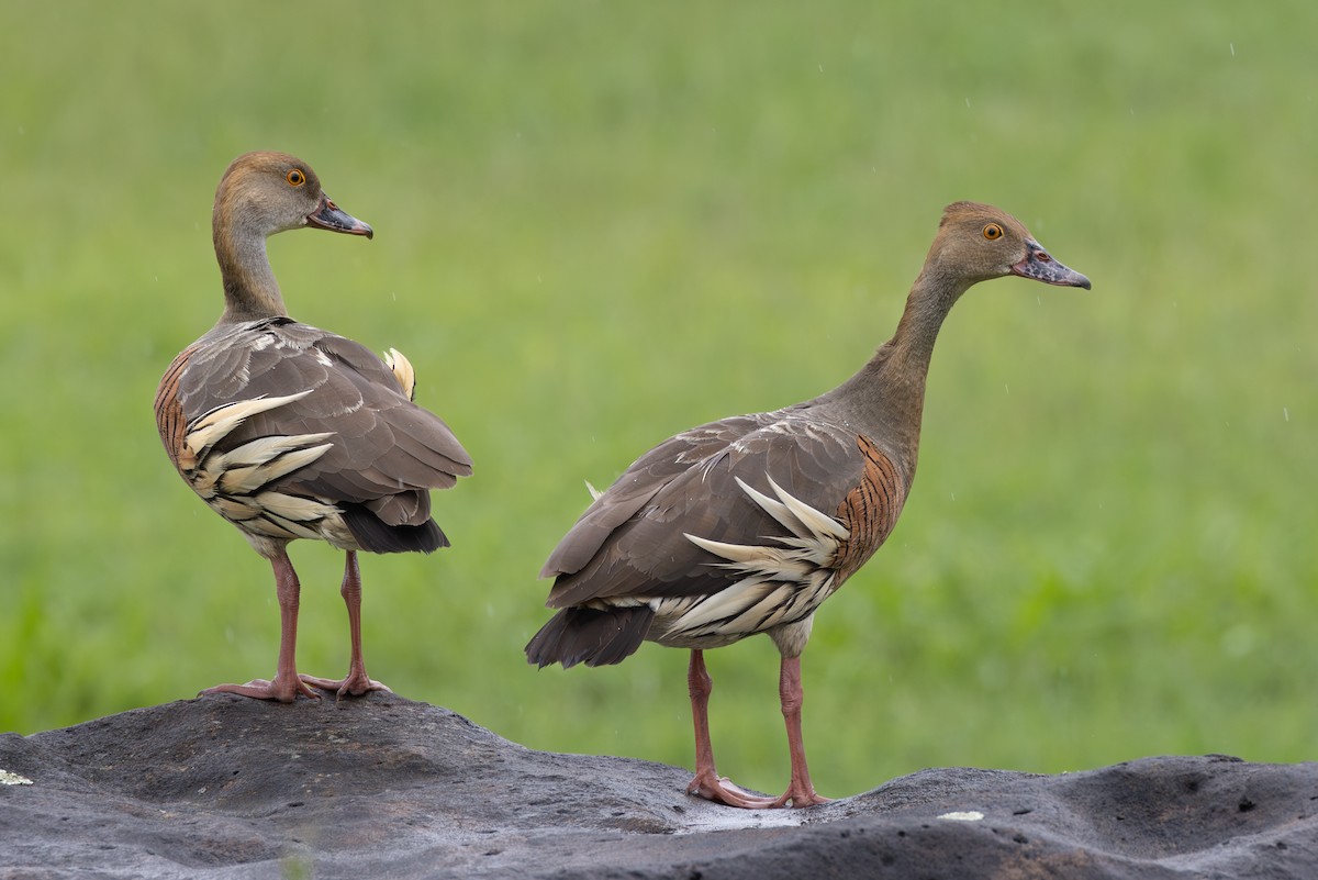 Plumed Whistling-Duck - Stuart Kelly