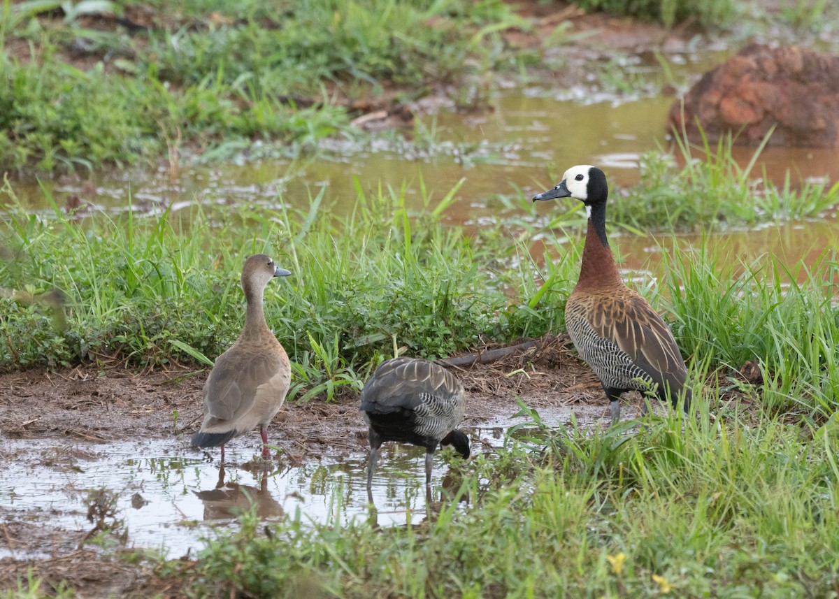 White-faced Whistling-Duck - ML612997739