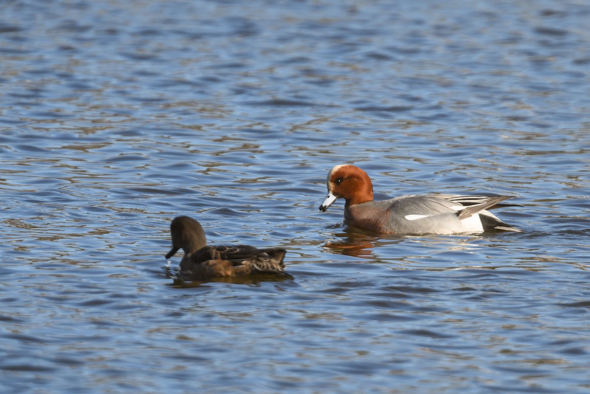 Eurasian Wigeon - ML612997752