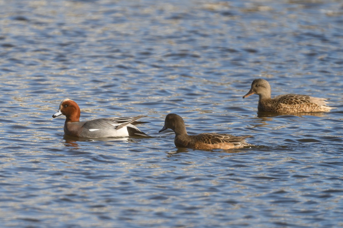 Eurasian Wigeon - ML612997755