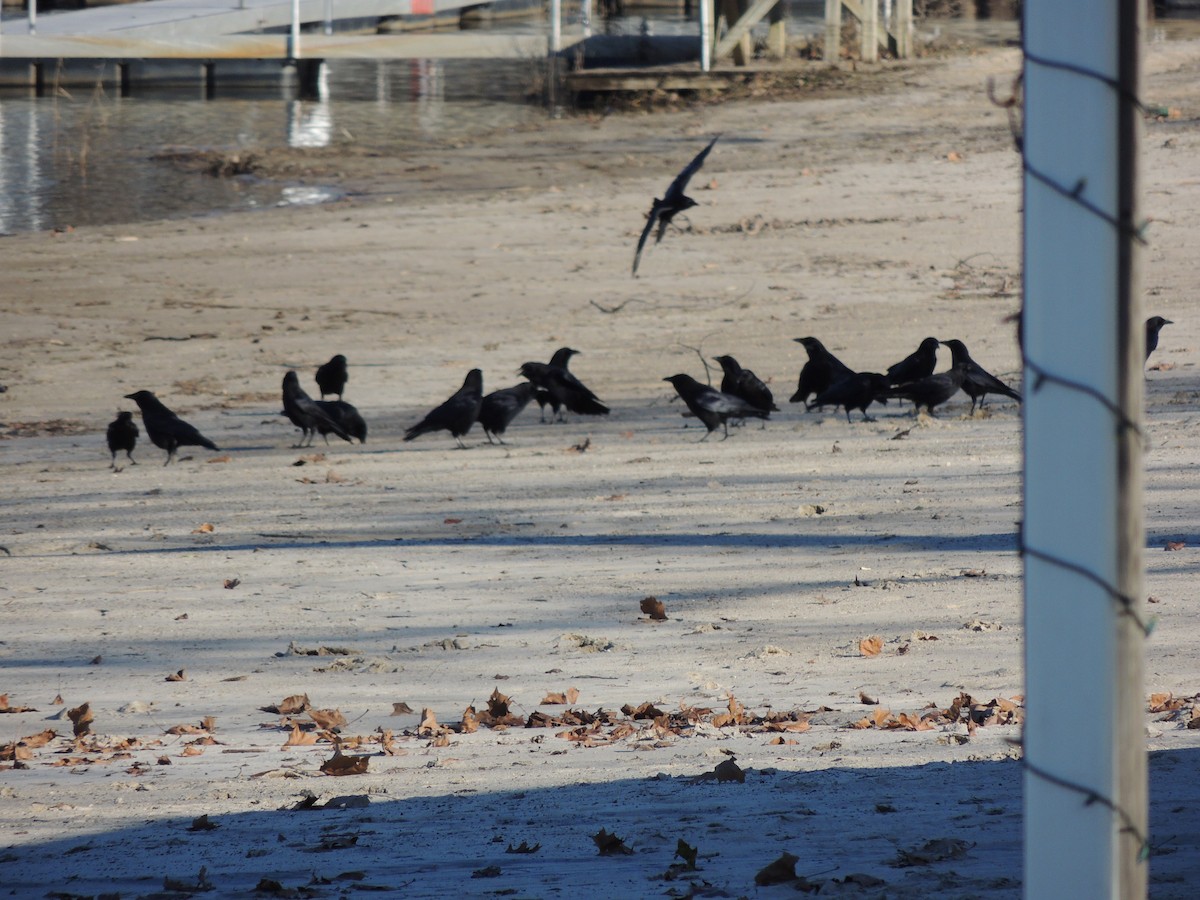 Fish Crow - ML612997767