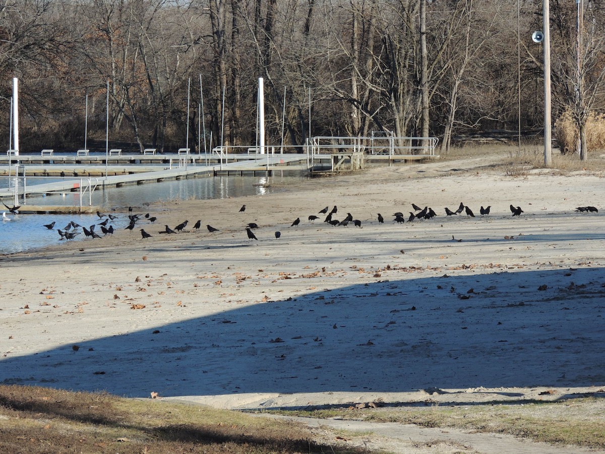 Fish Crow - ML612997769