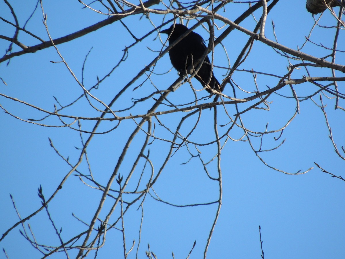 Fish Crow - ML612997770