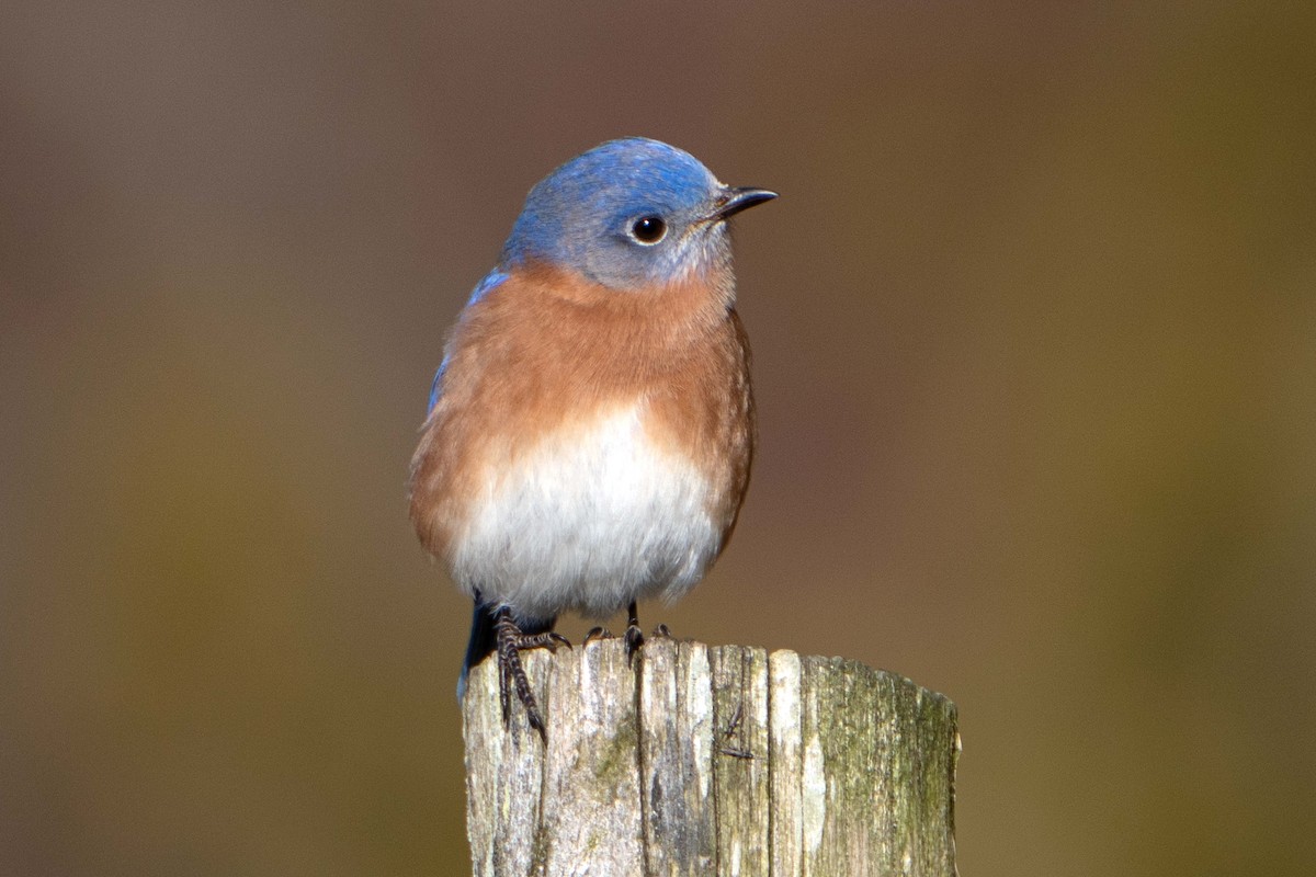 Eastern Bluebird - ML612997832