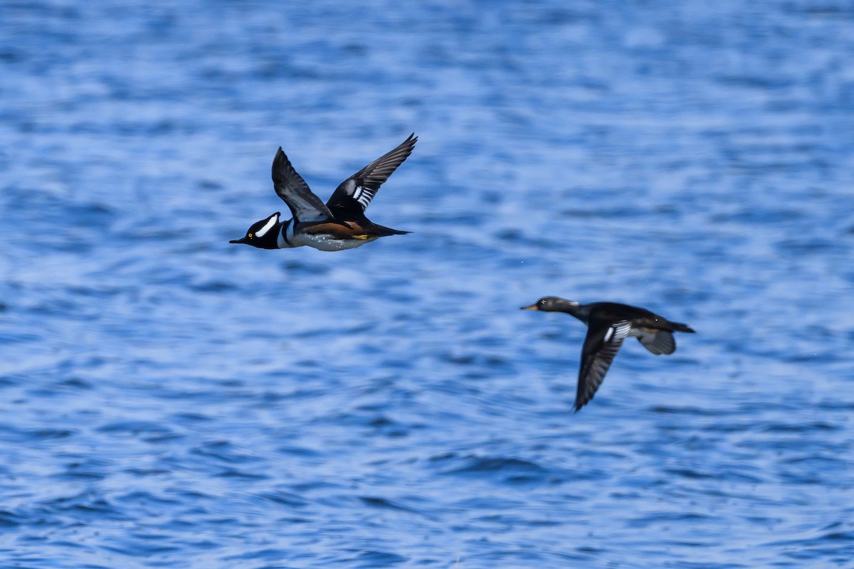 Hooded Merganser - ML612997835