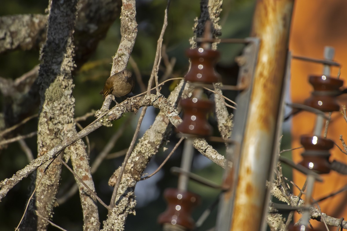 Cocoa Thrush - Antonio Rodriguez-Sinovas