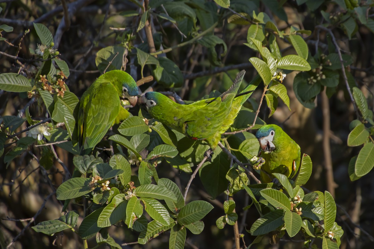 Red-shouldered Macaw - Antonio Rodriguez-Sinovas