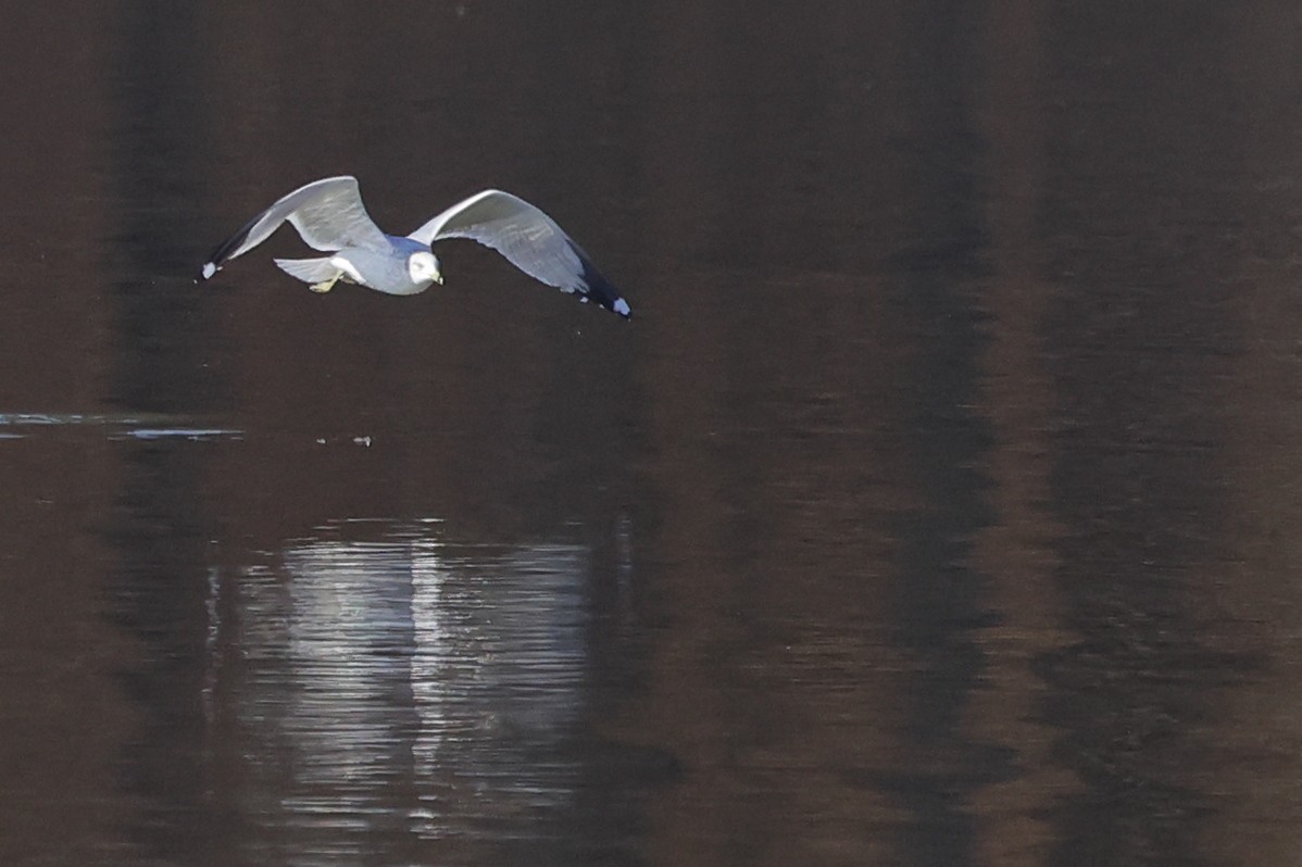 Ring-billed Gull - ML612997929