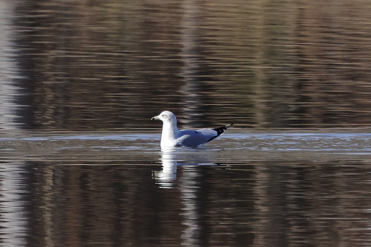 Ring-billed Gull - ML612997931