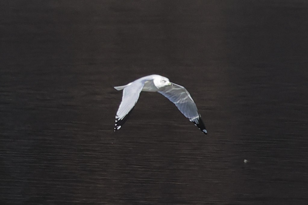 Ring-billed Gull - ML612997934