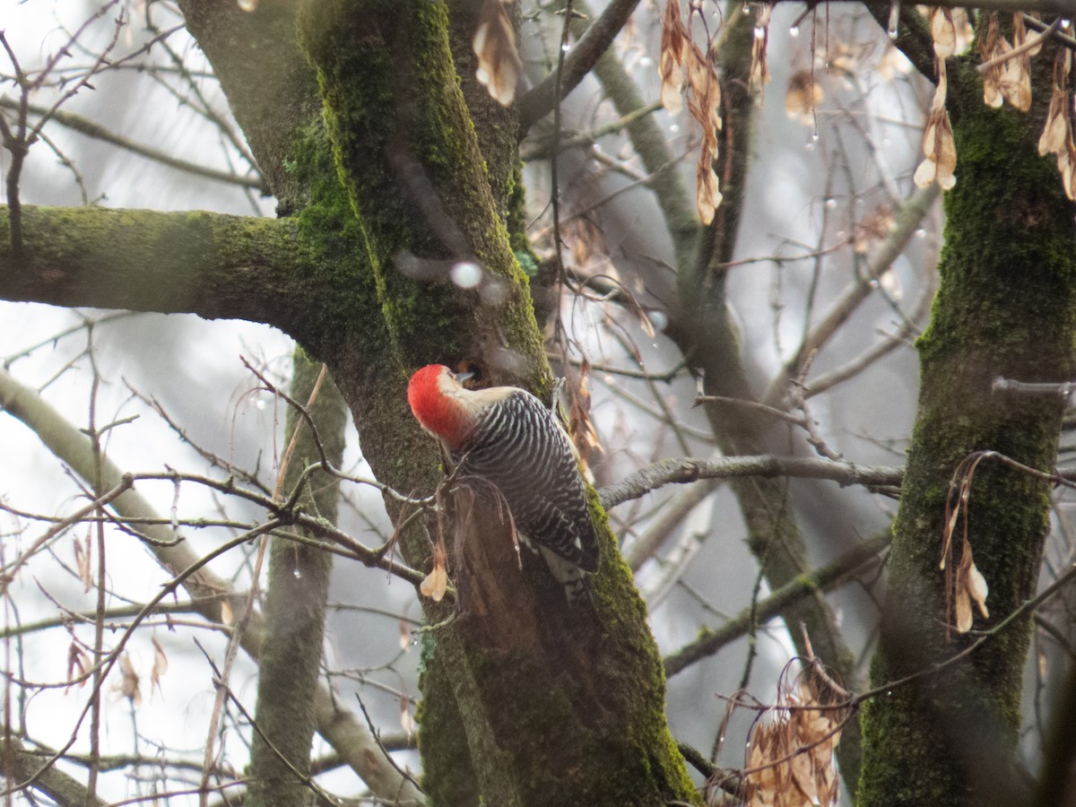 Red-bellied Woodpecker - ML612997955