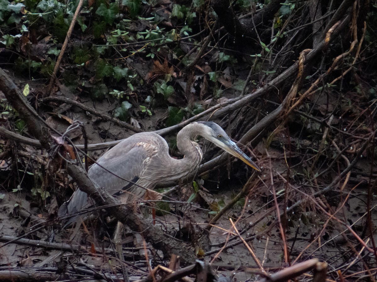 Great Blue Heron - ML612997964