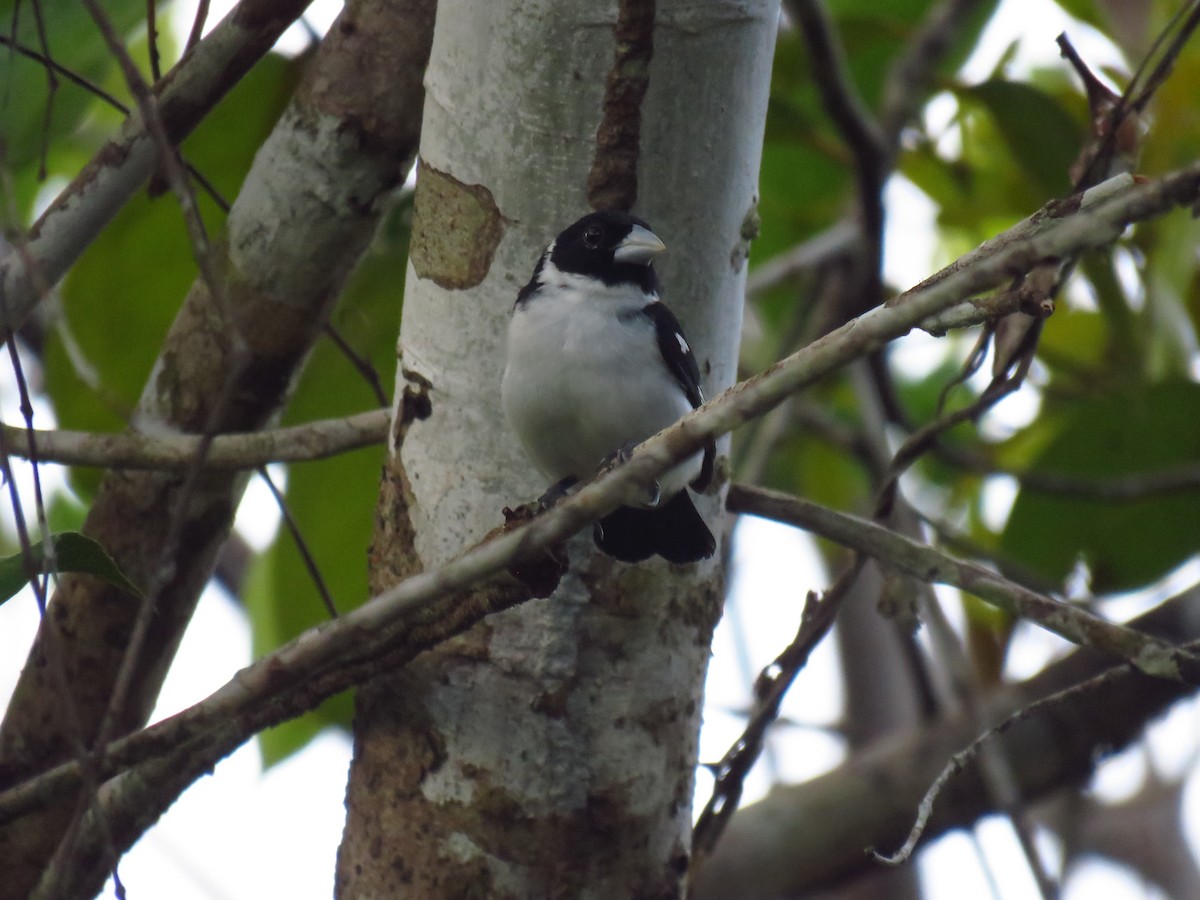 White-naped Seedeater - ML612997969