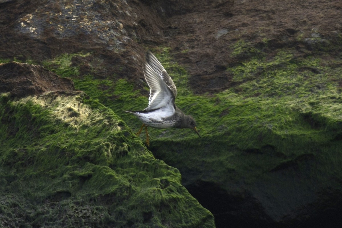 Purple Sandpiper - ML612997974