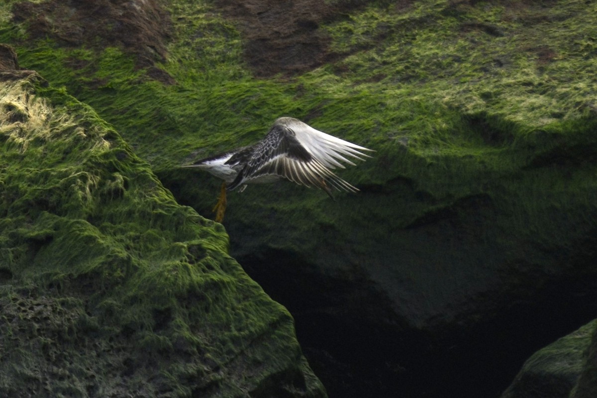 Purple Sandpiper - ML612997975