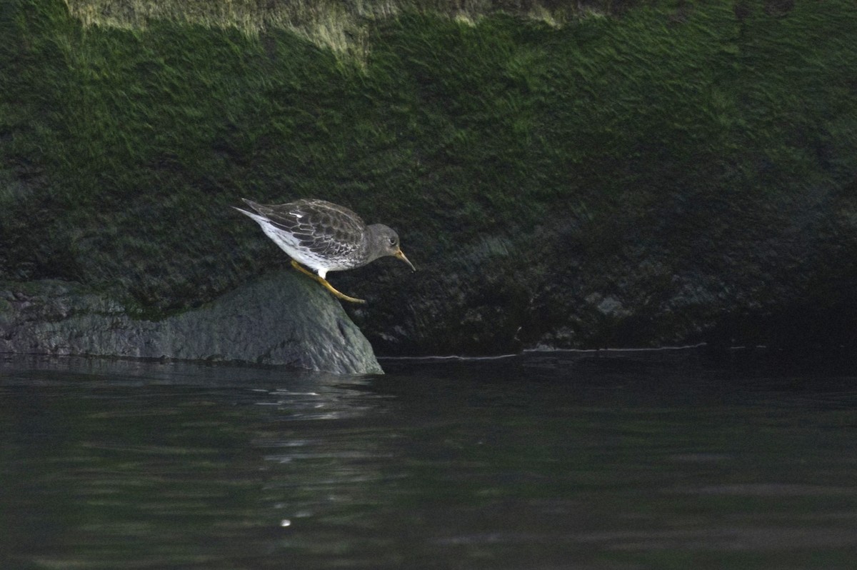 Purple Sandpiper - ML612997980