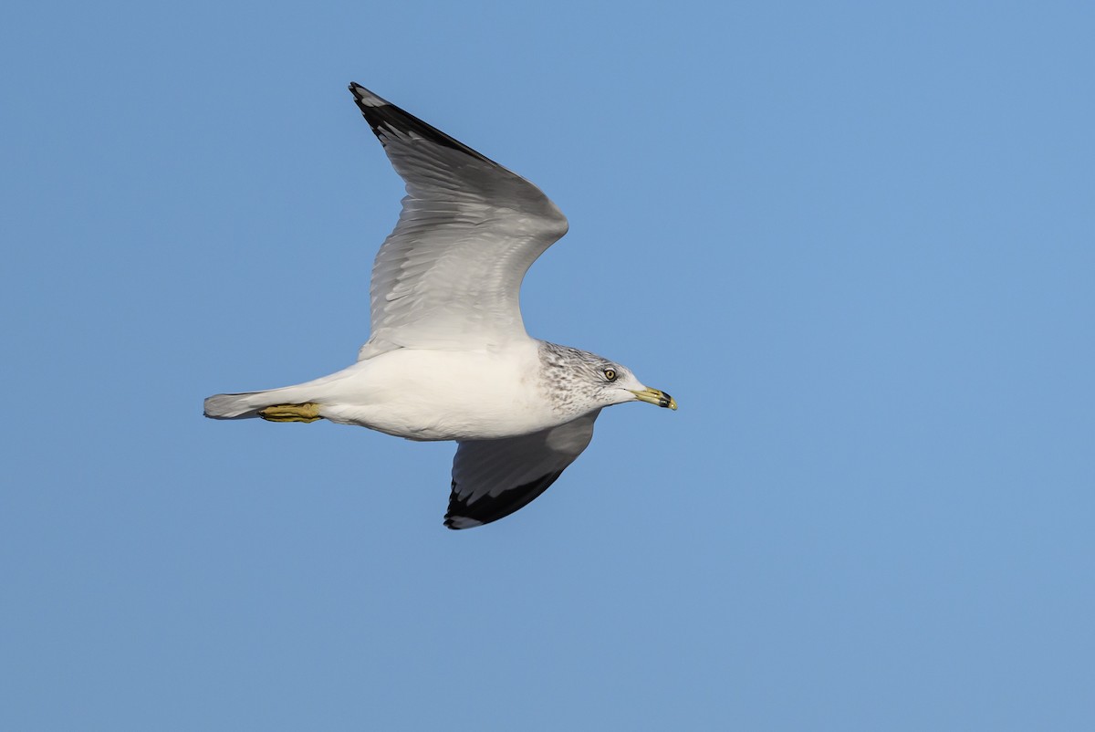 Ring-billed Gull - ML612998037