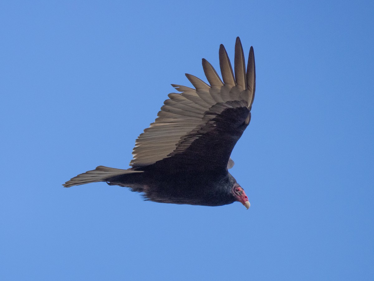 Turkey Vulture - ML612998132