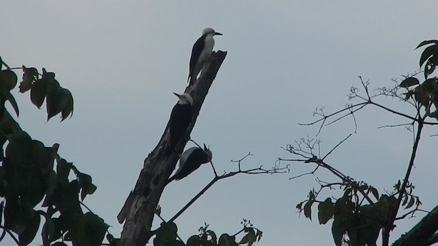 White Woodpecker - ML612998133