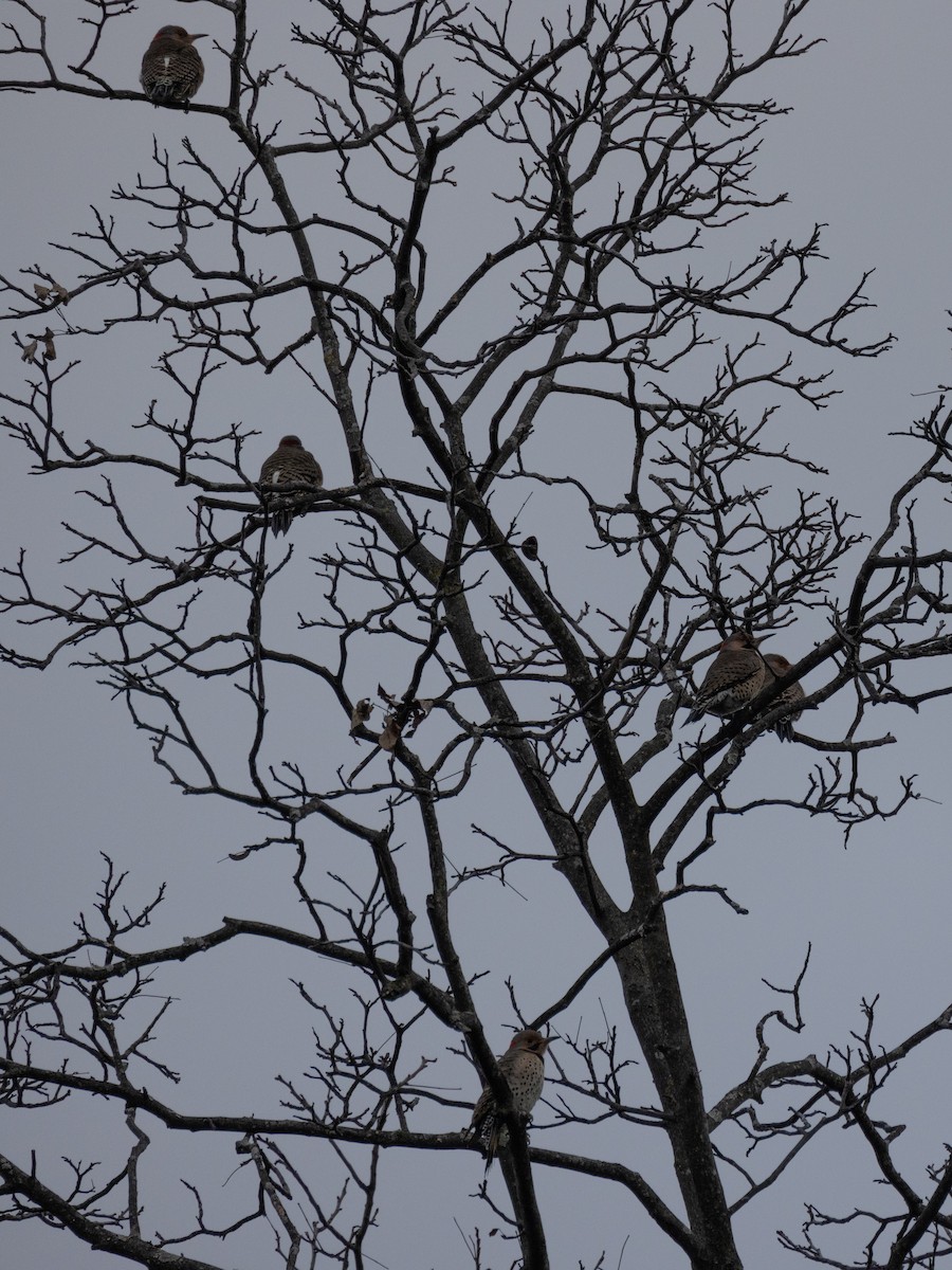 Northern Flicker - ML612998143