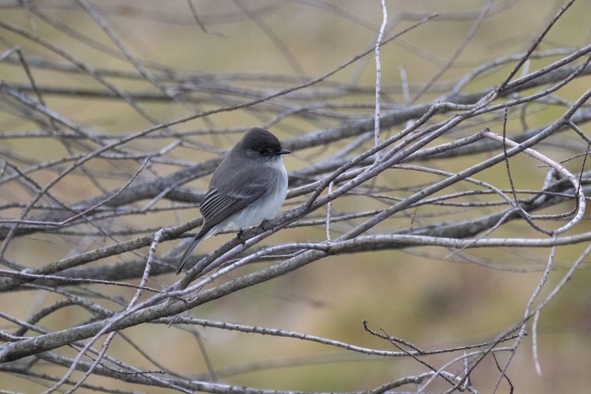 Eastern Phoebe - ML612998169