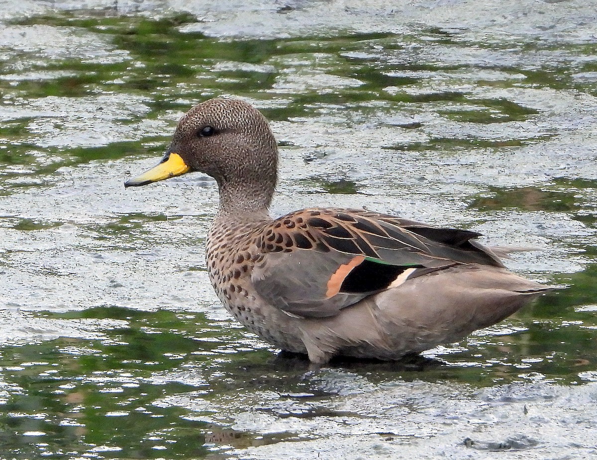 Yellow-billed Teal - Julián Tocce