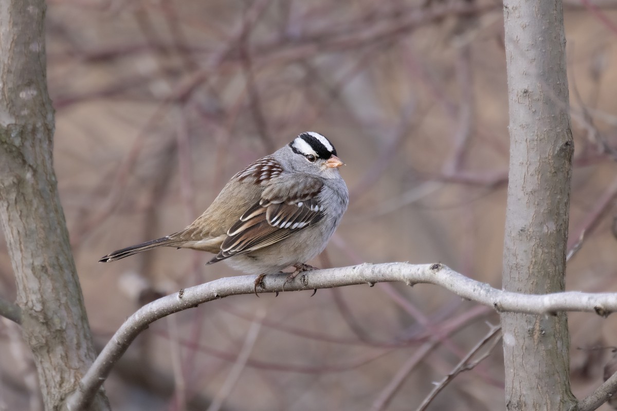 White-crowned Sparrow - ML612998189