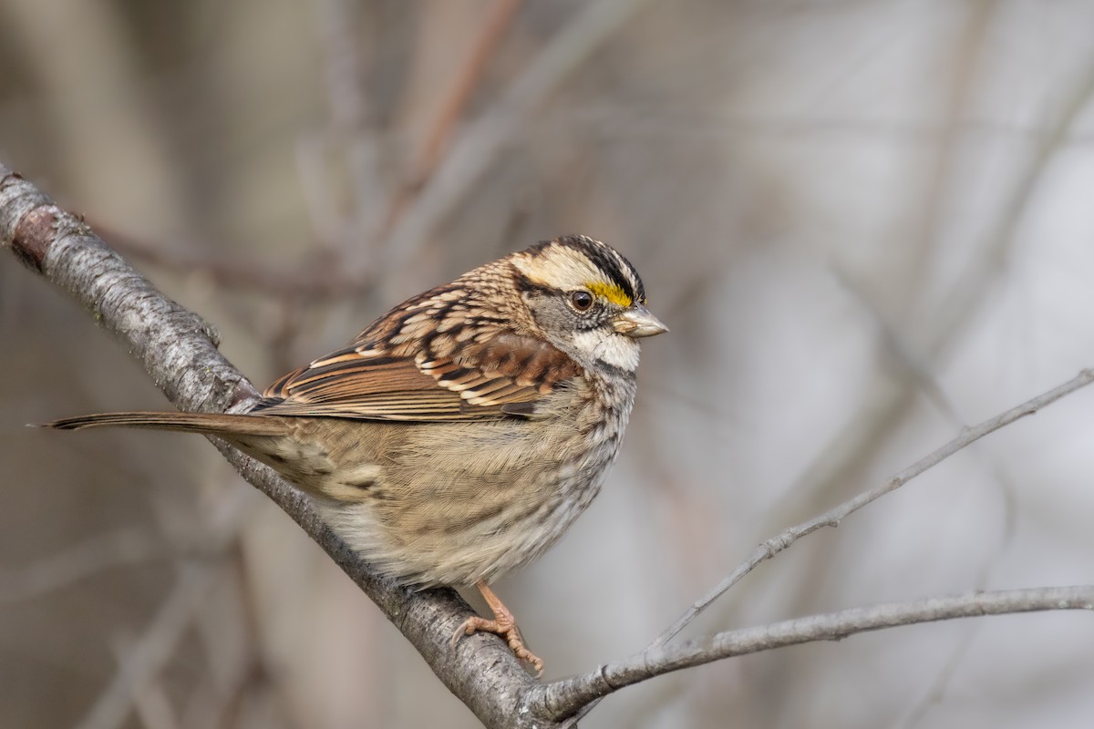 White-throated Sparrow - ML612998216