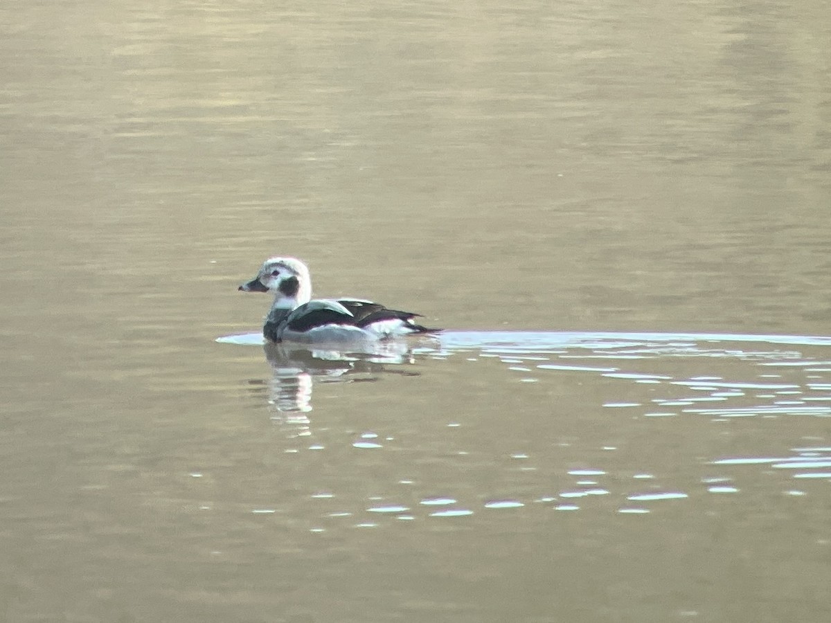 Long-tailed Duck - ML612998305
