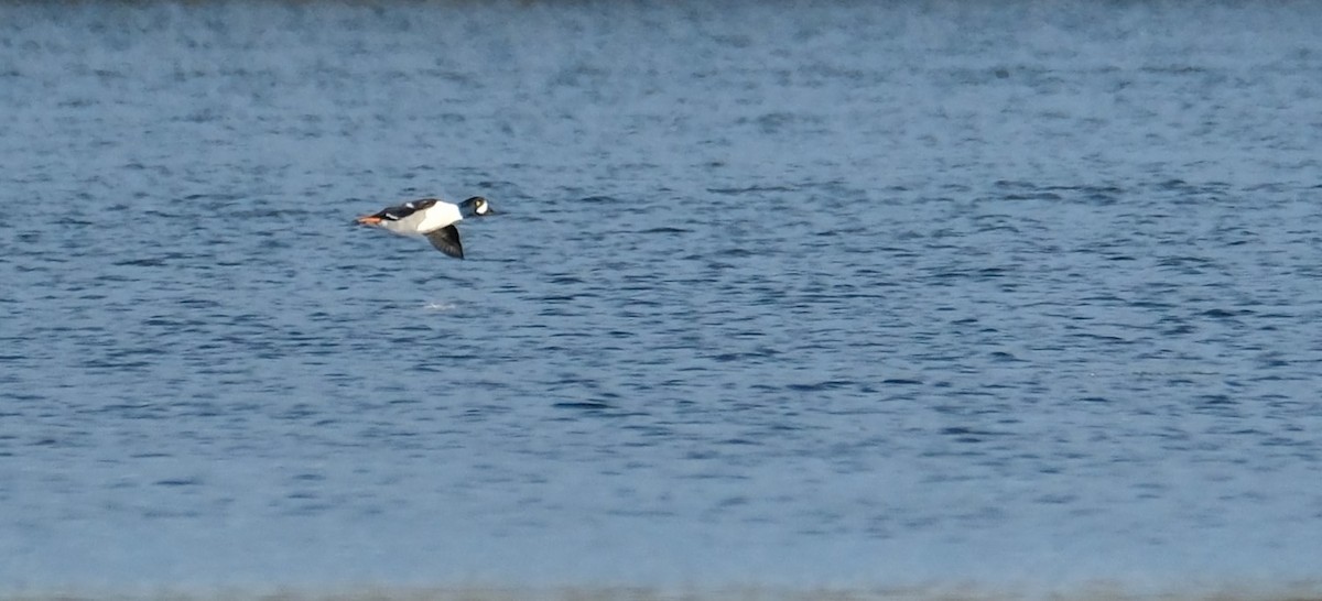 Barrow's Goldeneye - Kerry Diskin